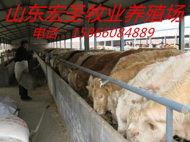 种牛肉牛多少钱价格_今年养殖什么最好,养牛好
